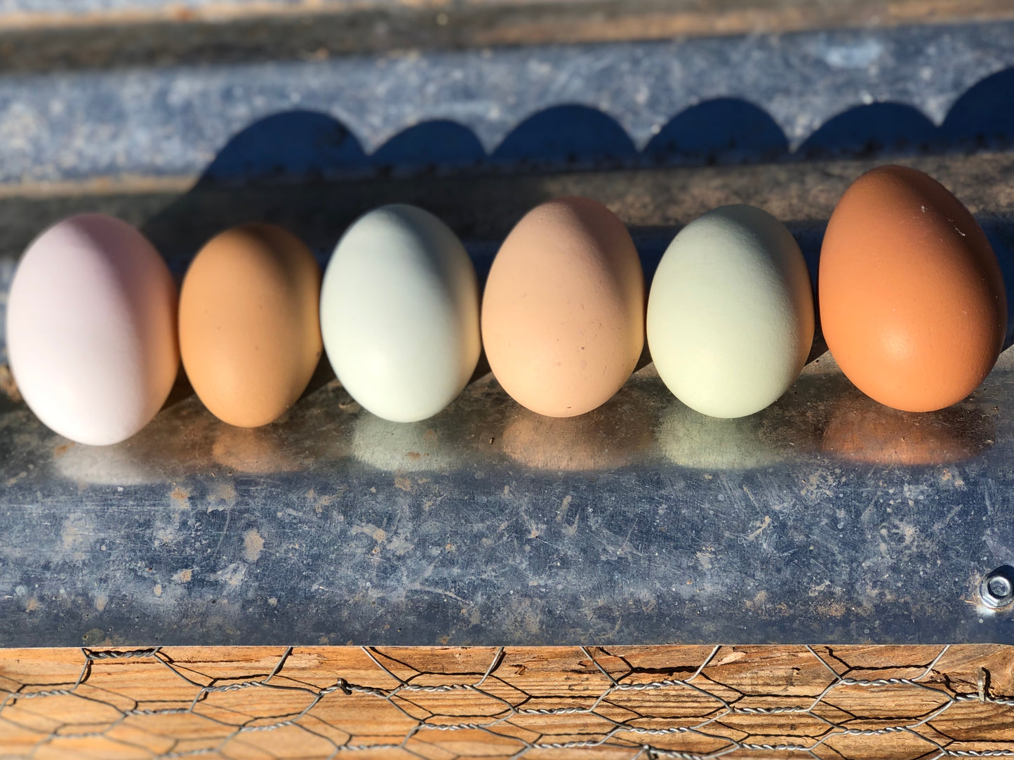 One dozen eggs